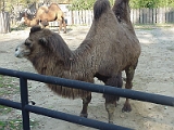 Camel 4